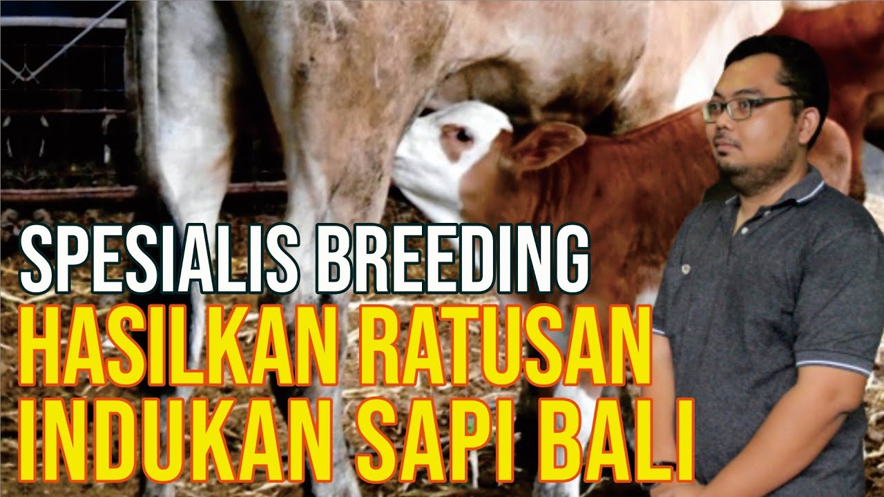 
                                 Sukses-Beternak-Spesialis-Breeding-Hasilkan-Ratusan-Indukan-Sapi-Bali